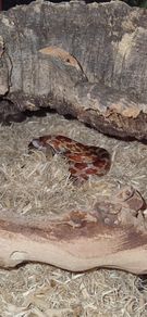 Corn snake+ enclosure