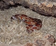 Corn snake+ enclosure