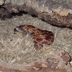Corn snake+ enclosure