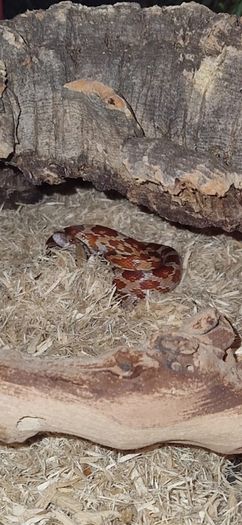 Corn snake+ enclosure