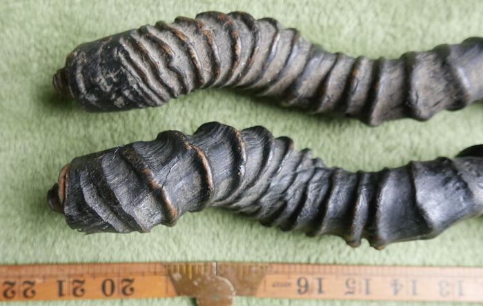 Antique Black Buck Horns 1800's Rare Horns Length 22"