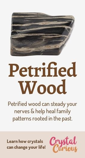 Petrified wood mini eggs