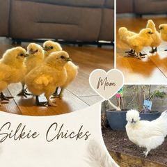 8 silkie chicks (1 week old)
