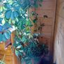 Mature Umbrella Plant Image 2