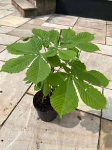 Conker tree sapling