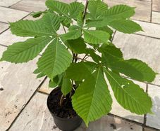 Conker tree sapling