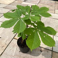 Conker tree sapling