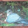 Fauna Postcards Image 8