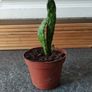 Cactus Image 4