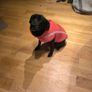 Dog Autumn & Winter Thick Outdoor Cotton Coat 5XL Image 6