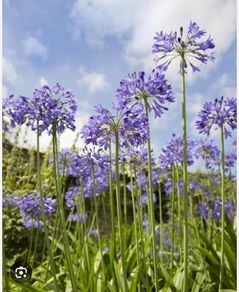 Giant agapanthus or African lily