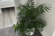 Parlour Palm / Chamaedorea Elegans Indoor Plant with White Pot