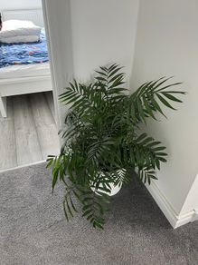 Parlour Palm / Chamaedorea Elegans Indoor Plant with White Pot