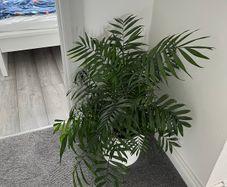Parlour Palm / Chamaedorea Elegans Indoor Plant with White Pot