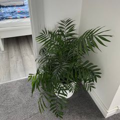 Parlour Palm / Chamaedorea Elegans Indoor Plant with White Pot