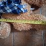 Beautifully Soft Teddy Bear Image 4