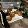 Terrarium/Vivarium with Accessories - Excellent Condition Image 4