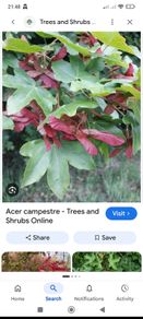 ACER Campestre Mature Tree