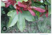 ACER Campestre Mature Tree