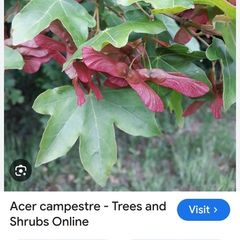 ACER Campestre Mature Tree
