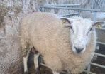 Forster ewe