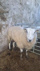Forster ewe
