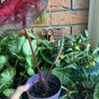 Big red leaf caladium Image 2