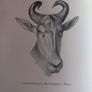 Big Game Hunting hardback, 1st ed, good condition, with cover, D18 free reg post Image 6