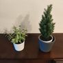 9 fake plants Image 6