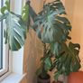 Monstera Deliciosa XXL 140cm Image 3