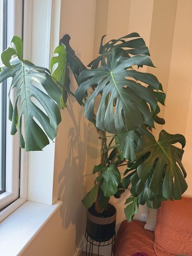 Monstera Deliciosa XXL 140cm