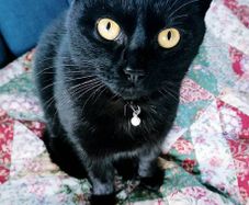 cat