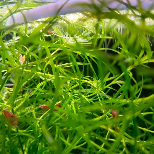 Floating Aquarium Plant - Guppy Grass (Najas)