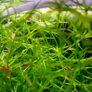 Floating Aquarium Plant - Guppy Grass (Najas) Image 5