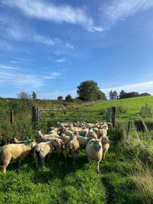 Organic Lambs