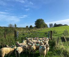Organic Lambs