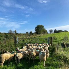 Organic Lambs