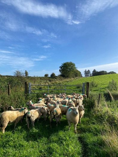Organic Lambs