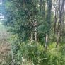 FermoyStudFarm Jobs: Firewood.  Standing Ash trees Image 4