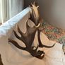 Deer mount Image 4