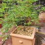 Terracotta pot Image 4