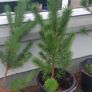 Small Christmas tree for planting Image 6
