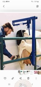 cattle leg hoist