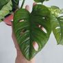Monstera Monkey Mask plant Image 7