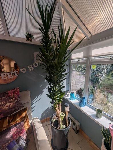 plants