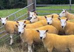 Sheep