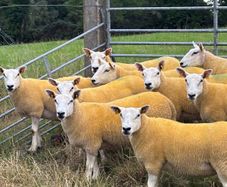 Sheep