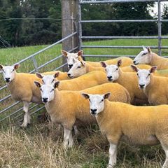 Sheep