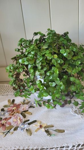 Turtle Vine. Tradescantia Callisia repens.House plant.
