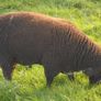 Dutch Spotted Hoggett Rams Image 4